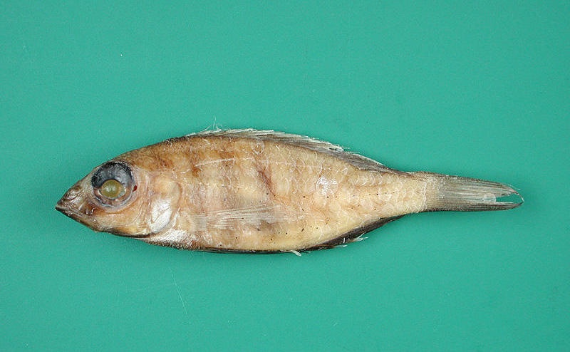 Placidochromis minor 'Msaka'